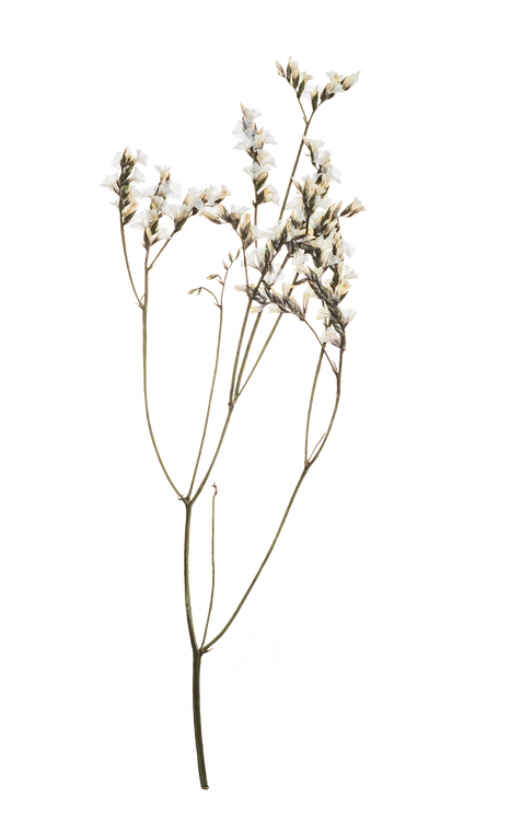 Hand Pressed Flora